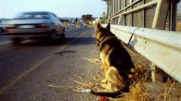 I consigli dell’Enpa per chi trova animali abbandonati sulla strada