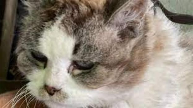 Morta la gattina Nina: ha vissuto incatenata per anni in una scatola