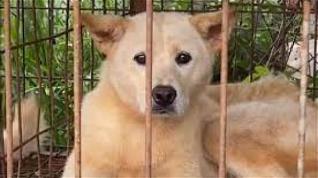 Allevamento lager in Corea del Sud: cani storditi con scosse e macellati per un ristorante