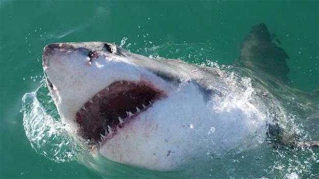 Australia, squalo uccide un surfista nel Nuovo Galles del Sud