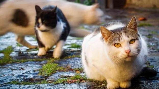 Parma, da maggio sono scomparsi 50 gatti: "Succede sempre di sera"