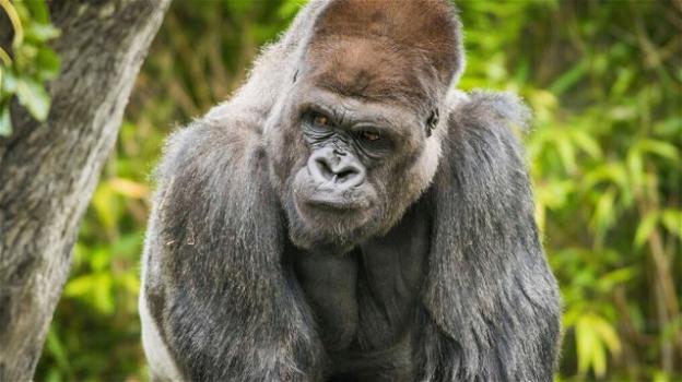 USA, ad Atlanta 13 gorilla trovati positivi al Covid-19 in uno zoo