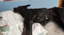 Brindisi, cagnolina trovata agonizzante sulla strada degli sportivi: partita una denuncia