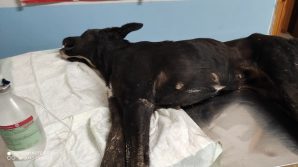 Brindisi, cagnolina trovata agonizzante sulla strada degli sportivi: partita una denuncia
