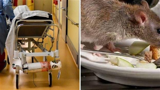 Policlinico di Modena: topo morto sul cibo destinato al reparto oncologico