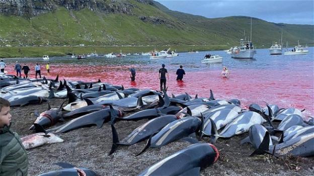 La mattanza di 1500 delfini alle Isole Fær Øer