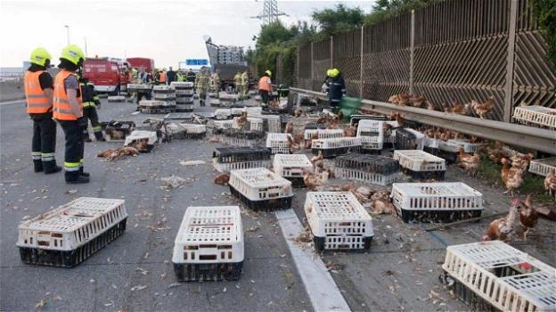 Forlì, caos in autostrada: 3 mila galline morte e altre 7 mila in fuga
