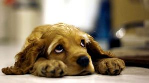 Pesaro, porta a spasso il cane ma va dall’amante: scoperto dalla moglie e cacciato da casa