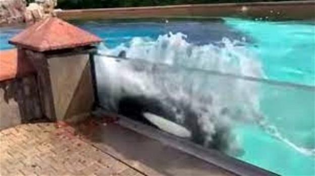 Orca impazzisce dopo 40 anni in vasca: i gesti autolesionistici e la petizione per liberarla