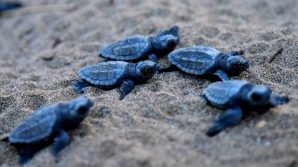 Jesolo, nate nove tartarughe caretta caretta