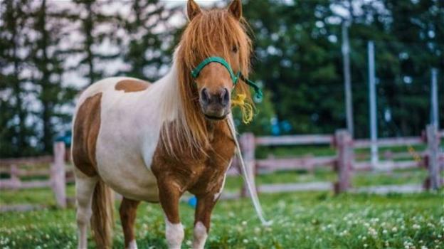 UK: bambina di 2 anni muore cadendo dal pony durante una battuta di caccia