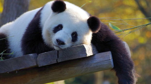 La specie dei panda non è più a rischio di estinzione