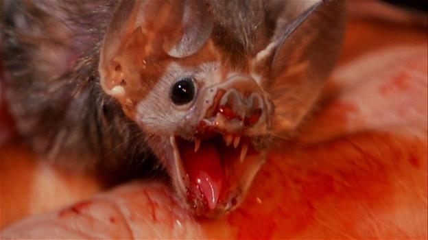 USA: muore di rabbia dopo un morso da un pipistrello: è il primo caso dal 1954