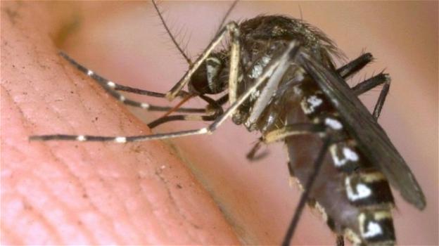 In arrivo una nuova minaccia alla nostra salute, la zanzara giapponese