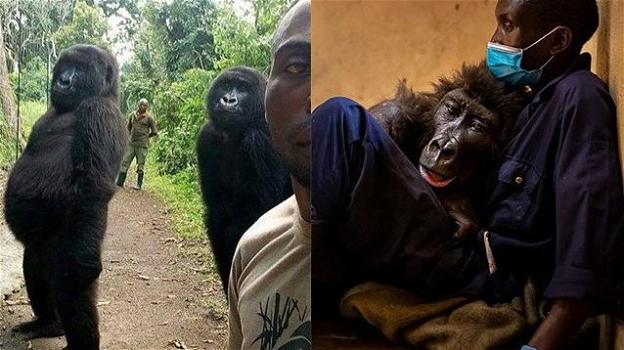 Addio alla gorilla Ndakasi, famosa sul web: è morta tra le braccia dell’uomo che l’ha protetta