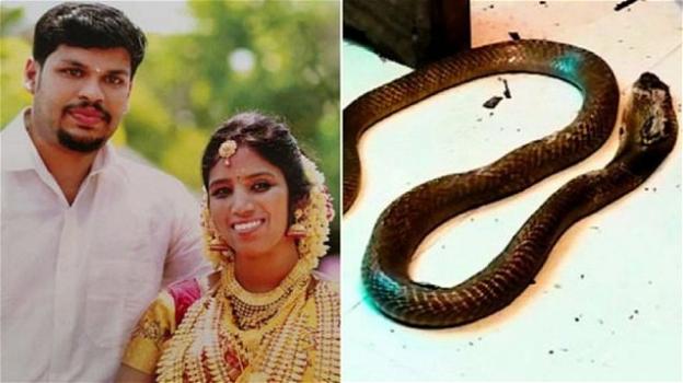 India: uccise la moglie nel sonno con un cobra, condannato a vita