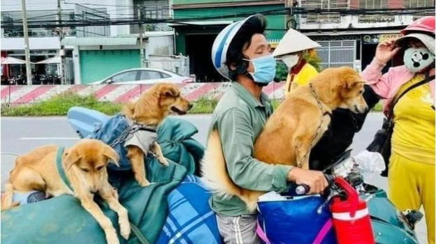 Marito e moglie ricoverati per Covid: i loro 12 cani uccisi dalle autorità vietnamite per paura del virus