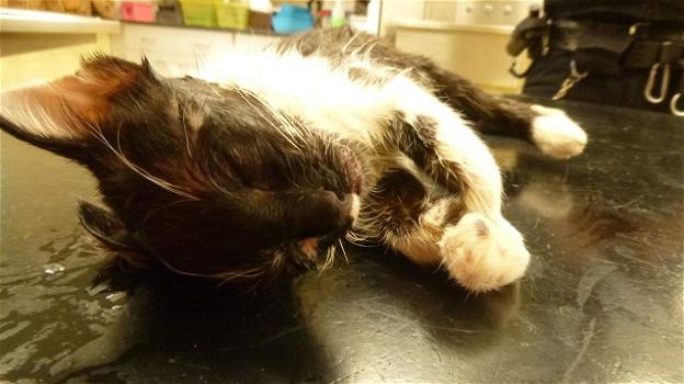 UK: uccise la gattina mettendola in lavatrice, non potrà più avere animali