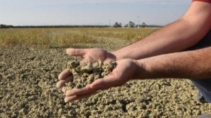 In arrivo una grave crisi agricola e umanitataria: lo afferma la Fondazione Bill & Melinda Gates