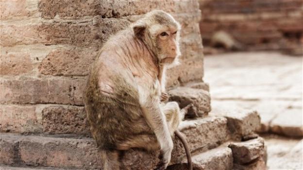 India: scimmia uccide uomo con un mattone