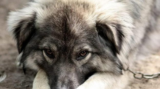 Un cane morto in decomposizione alla catena e 3 in fin di vita: 2 denunciati
