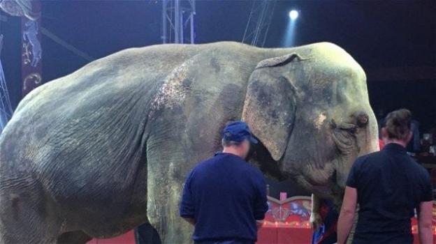 Morta Andra: l’elefantessa del circo Orfei, simbolo dello sfruttamento per il divertimento umano