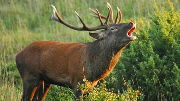Tarvisio, cervo attacca una coppia di anziani: entrambi gravissimi in ospedale