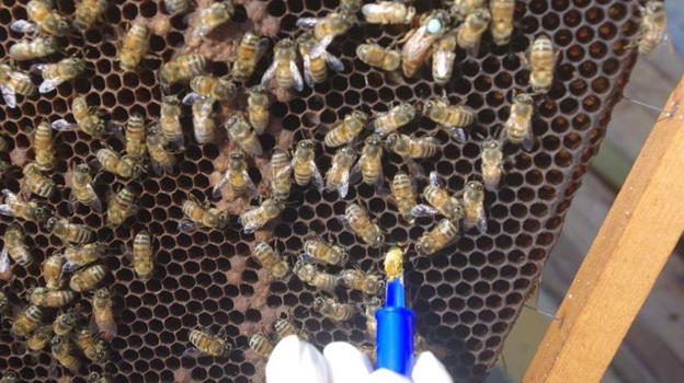 Covid-19: le api sono le “sentinelle” della diffusione dei virus nell’ambiente