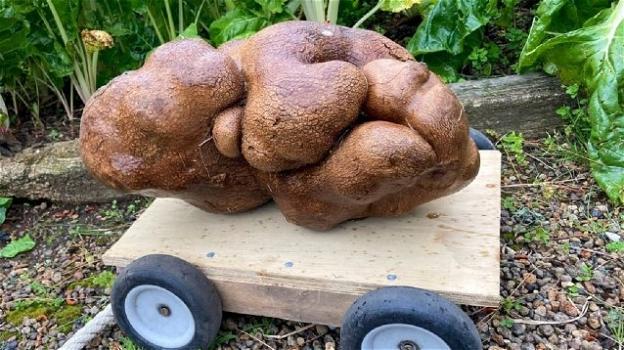 Nuova Zelanda: pesa quasi 8 Kg la patata più grande del mondo