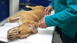 Cassano allo Ionio: cane sparato, picchiato e preso a sassate