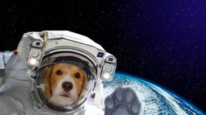 Il ricordo di Laika, la cagnolina morta nello Spazio