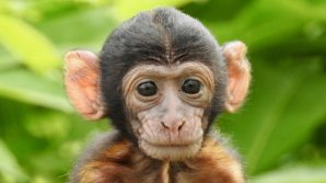 Cina: cucciolo di scimmia costretto a fumare una sigaretta per un video contro il fumo, polemica verso lo zoo