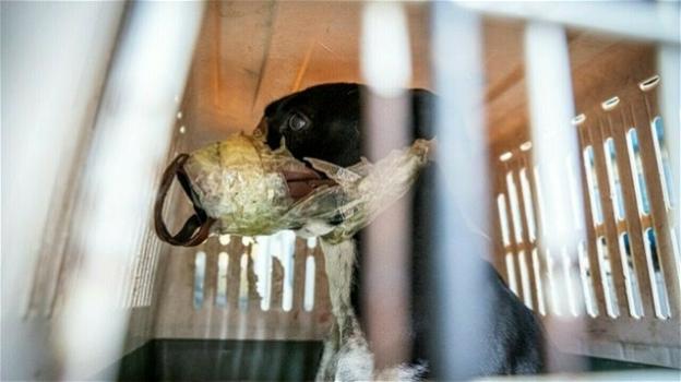 Catania: cane con nastro adesivo su muso e zampe salvato dalla morte per soffocamento