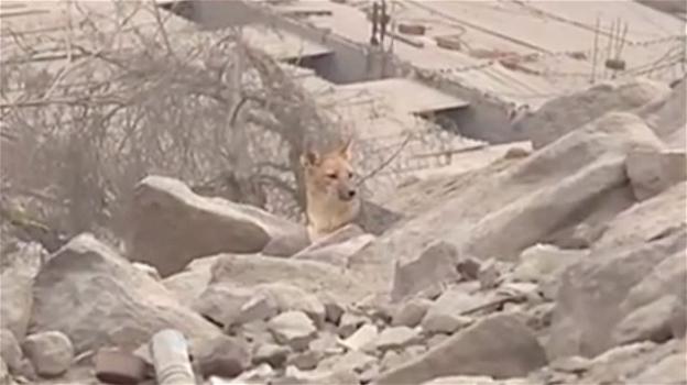 Perù: scoprono che il cucciolo di Husky Siberiano acquistato è in realtà una volpe