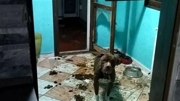 Roma, cane legato al termosifone e in pessime condizioni-igienico sanitarie: proprietario denunciato
