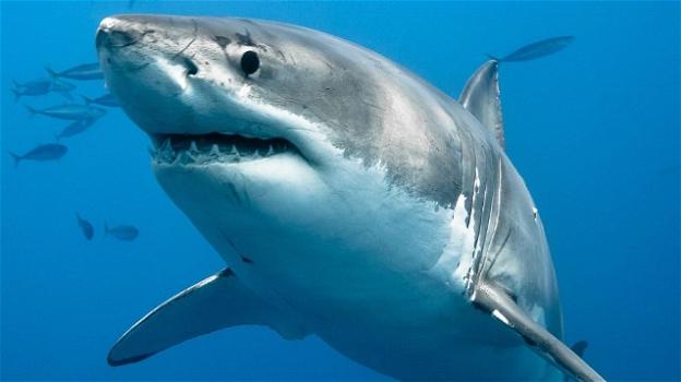 Brasile, turista francese attaccato da uno squalo: morso ad un braccio