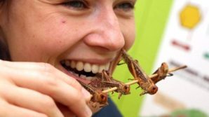 La UE approva la locusta migratoria come alimento: potrà essere venduto anche come snack