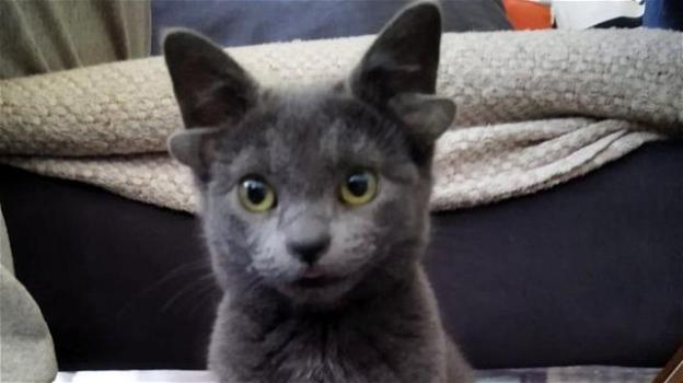 Turchia, gattina nasce con 4 orecchie e diventa una star di Instagram