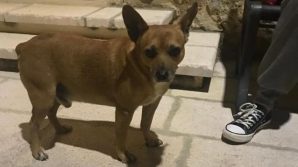 Brindisi, un cagnolino abbandonato cerca una famiglia a Tuturano