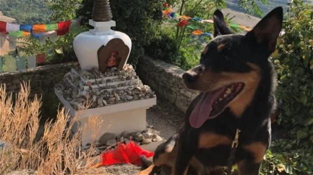 Avvelenato Jack, il cane eroe del soccorso alpino del Friuli Venezia Giulia: per fortuna sta meglio