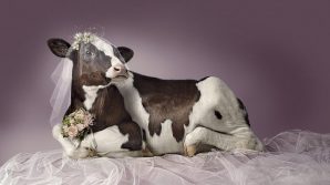 Cambogia, anziana sposa una mucca credendo sia il proprio marito defunto e reincarnato