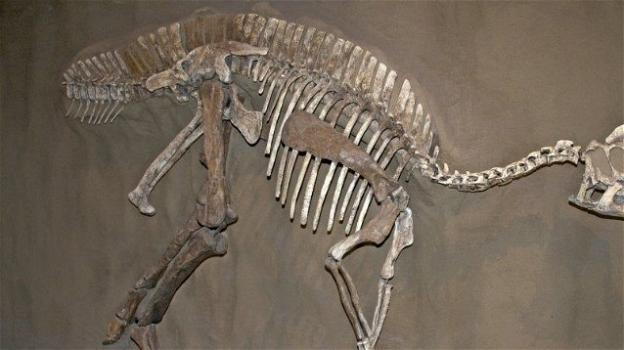 Scoperta paleontologica a Trieste: ritrovati 11 fossili di dinosauro