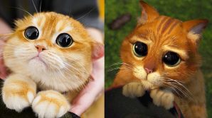 Pisco, il Gatto con gli stivali di Shrek vive a New York