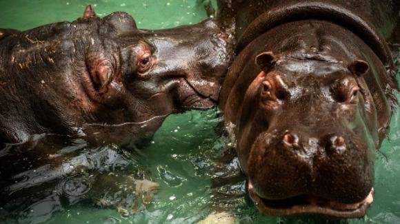Belgio, allo zoo di Anversa il primo caso di ippopotami contagiati dal Covid