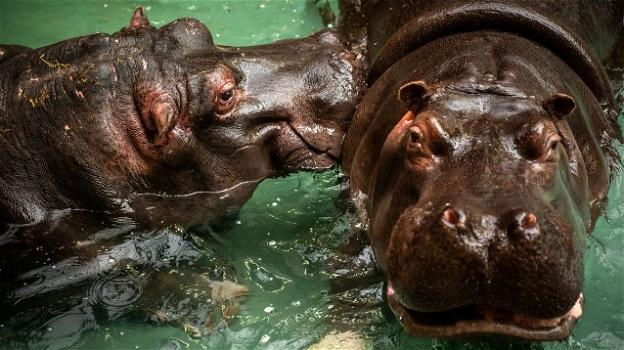 Belgio, allo zoo di Anversa il primo caso di ippopotami contagiati dal Covid