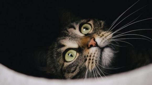 Francia, centinaia di gatti trovati morti in una casa a Nizza