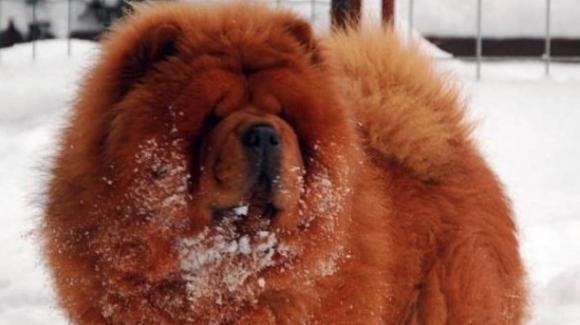 Prato: lasciano il chow-chow sul terrazzo, il cane muore di ipotermia