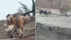India, rappresaglia delle scimmie: uccidono più di 200 cani per vendetta