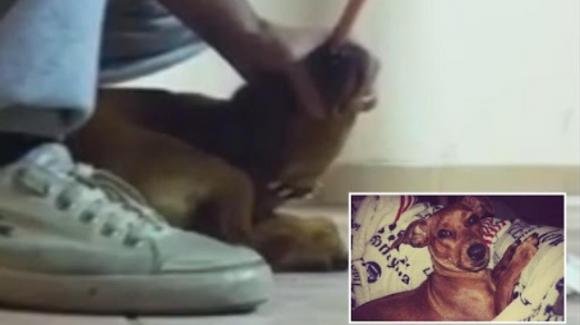 Torturò e uccise il cane della ex, pubblicando il video online: animalisti in piazza contro Gaetano Foco
