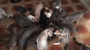 Trovati gatti sporchi, denutriti e malati in un appartamento lager